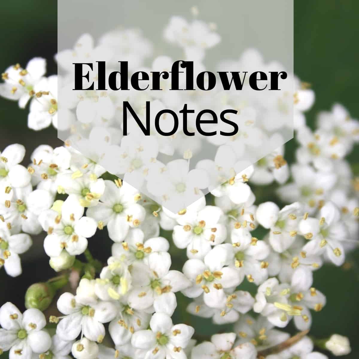 Blooms of elderflowers on a dark background with a banner and the words "Elderflower Notes".