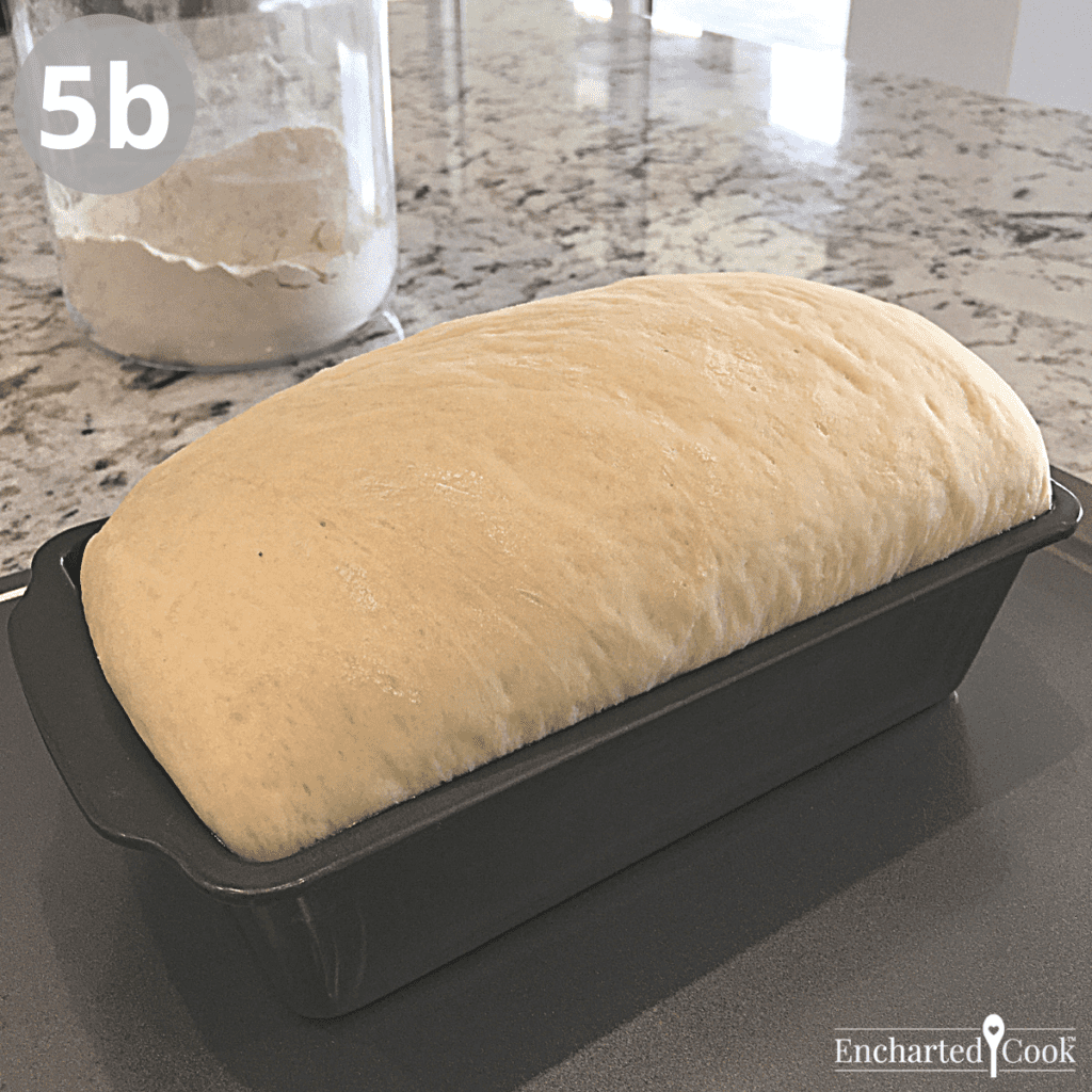 The shaped loaf has risen. The fully risen loaf is 1 to 2 inches above the edge of the pan.