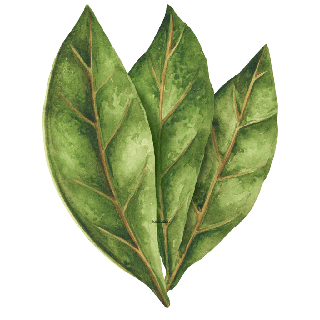 Color drawing of three bay leaves.