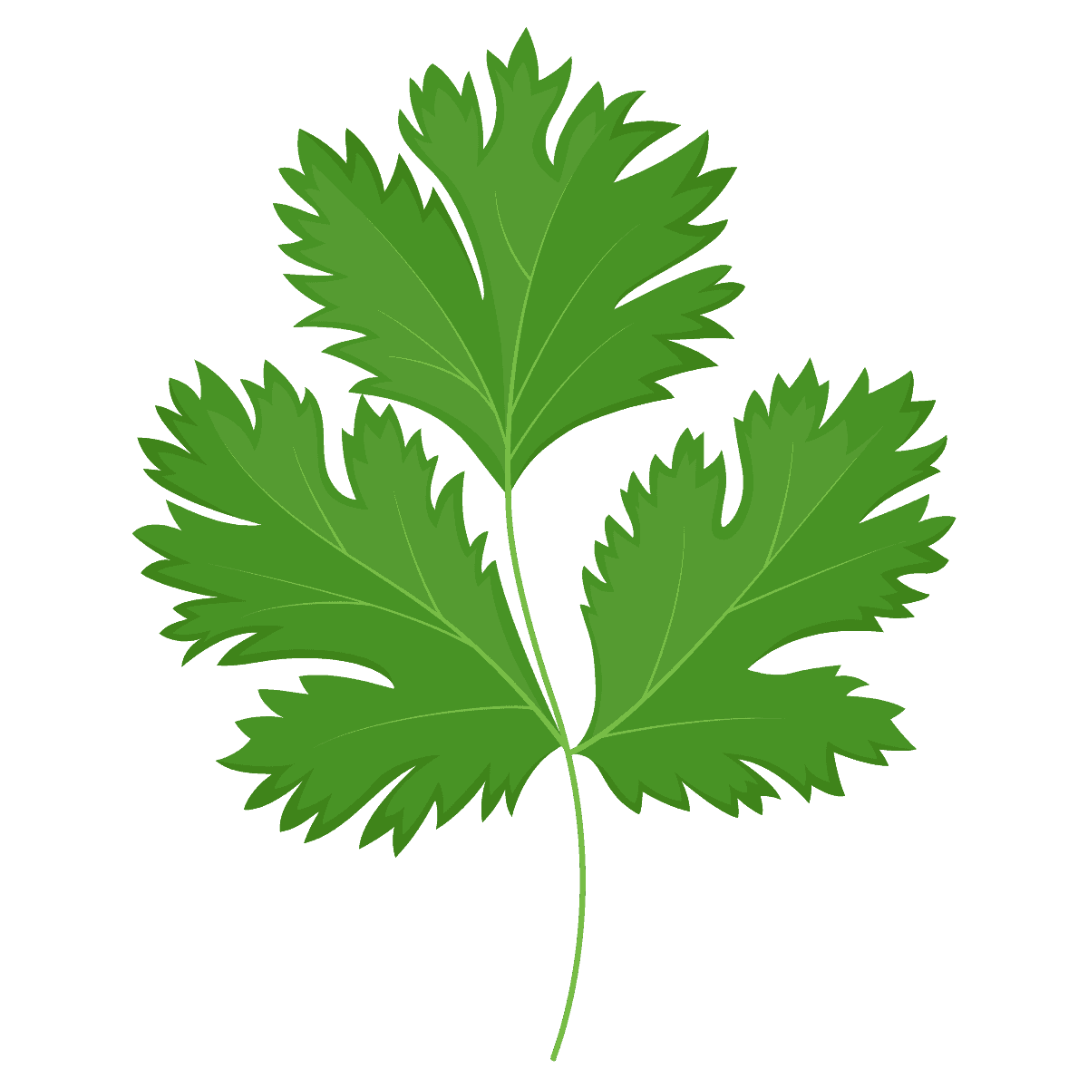 Color drawing of a sprig of cilantro.