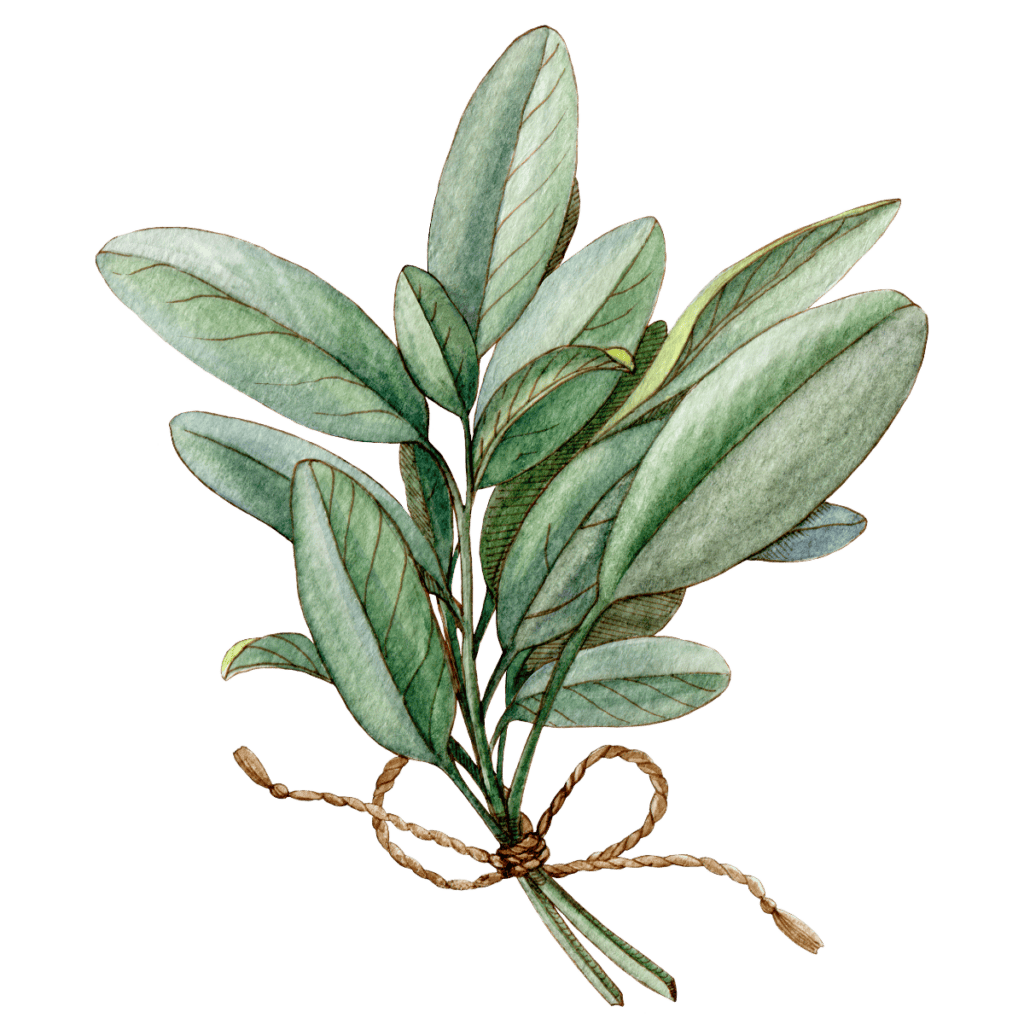 Color drawing of sage leaves tied with a brown string.